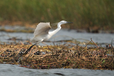 Little Egret (Egretta garzetta)