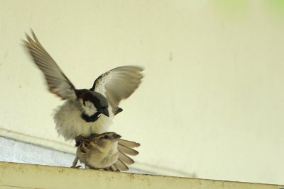 House Sparrow ( Passer domesticus )