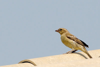 Plain-backed Sparrow ( Passer flaveolus )