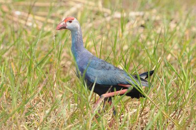 Purple Swamphen (Porphyrio porphyrio)