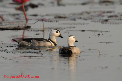 Cotton Pygmy Goose (Nettapus coromandelianus)