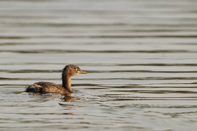 Little Grebe ( Tachybaptus ruficollis )