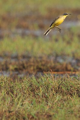 Yellow Wagtail ( Motacilla flava )