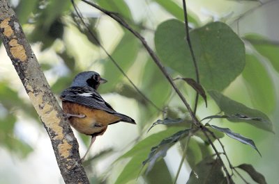 White-throated Rock Thrush ( Monticola gularis )