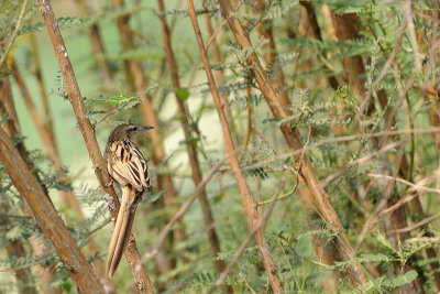 PASSERIFORMES: Sylviidae (Warbler ; tailorbird  )