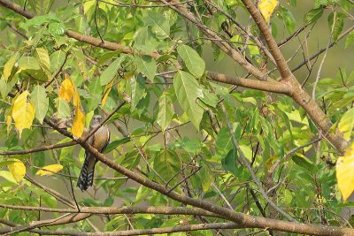Plaintive Cuckoo ( Cacomantis merulinus )