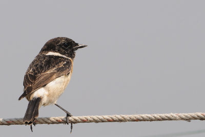 Siberian Stonechat (Saxicola maura)