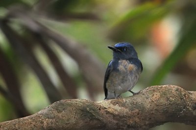 Blue-throated Flycatcher (Cyornis rubeculoides)