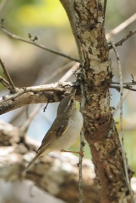 Two-barred Warbler ( Phylloscopus plumbeitarsus )