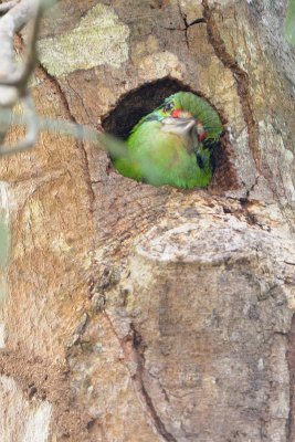 Moustached Barbet ( Megalaima incognita )