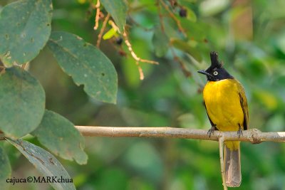 Black-crested Bulbul (Pycnonotus melanicterus)