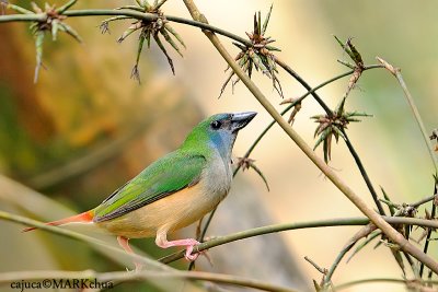 Pin-tailed Parrotfinch (Female)