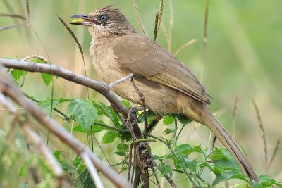 Streak-eared Bulbul (Pycnonotus blanfordi)