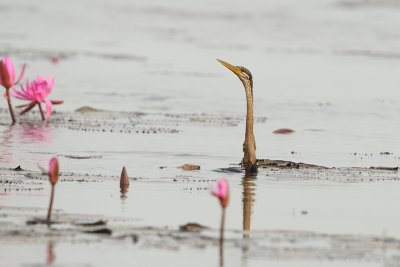 Oriental Darter ( Anhinga melanogaster )