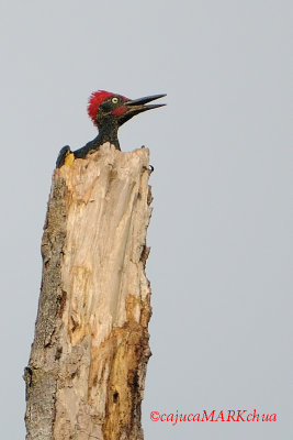 White-bellied Woodpecker (Dryocopus javensis)