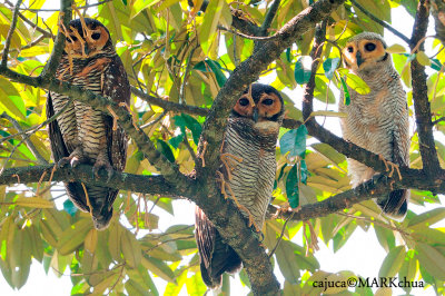 Spotted Wood Owl : Family