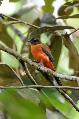 Scarlet-rumped Trogon, Female