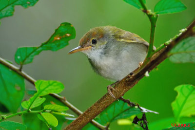 DN tailorbird, Juvenile 
