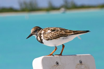 Anegada Annie - visiting the boat