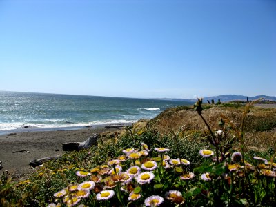 Beach Daisies at Cambria.jpg