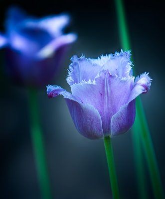 Mauve Parrot Tulips