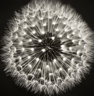 Dandelion