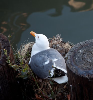 Nesting seagull