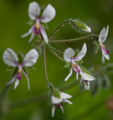 sfbotanicgarden-8846.jpg