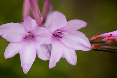 sfbotanicgarden-8910.jpg