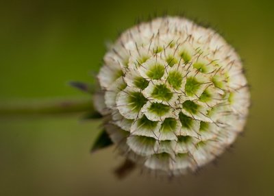 sfbotanicgarden-8917.jpg