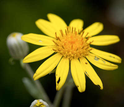 sfbotanicgarden-8925.jpg