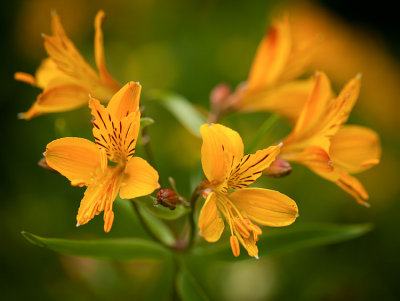 sfbotanicgarden-8938.jpg