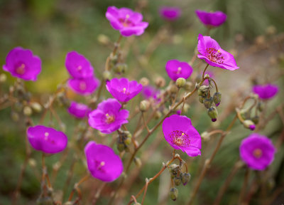 sfbotanicgarden-8949.jpg