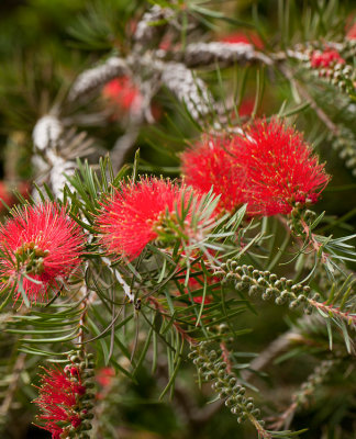 sfbotanicgarden-8970.jpg