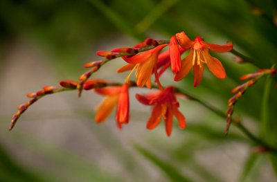 sfbotanicgarden-9081.jpg