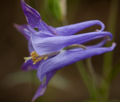 sfbotanicgarden-9103.jpg