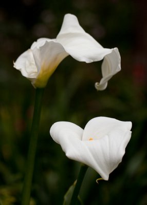 sfbotanicgarden-9115.jpg