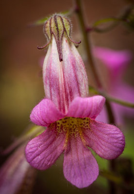 sfbotanicgarden-9126.jpg