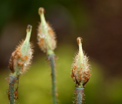 sfbotanicgarden-9139.jpg