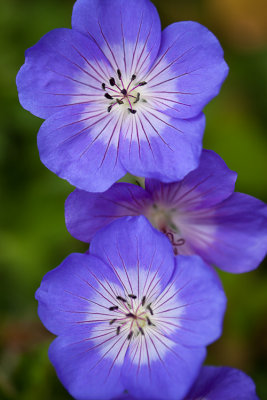 sfbotanicgarden-9161.jpg