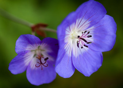 sfbotanicgarden-9162.jpg