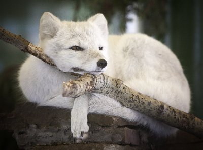 One very depressed white fox...