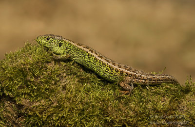 Zandhagedis / Sand Lizard