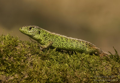 Zandhagedis / Sand Lizard