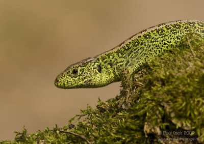 Zandhagedis / Sand Lizard