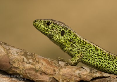 Zandhagedis / Sand Lizard