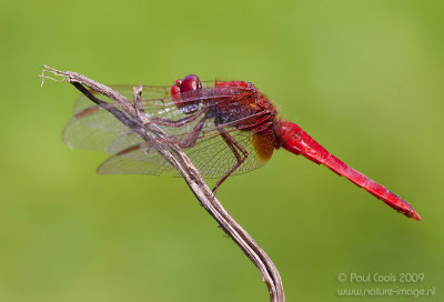 Scarlet darter / Vuurlibel