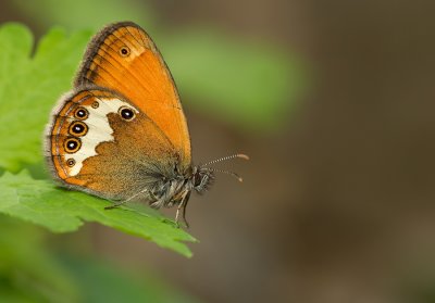 Pearly Heath / Tweekleurig hooibeestje