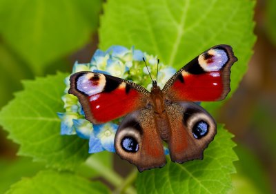 Peacock butterfly / Dagpauwoog