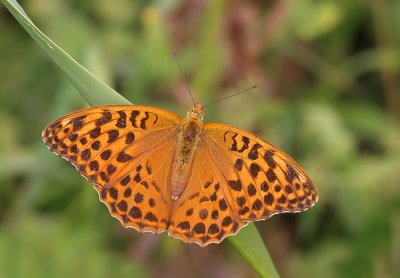 Silver-washed Fritillary / Keizersmantel